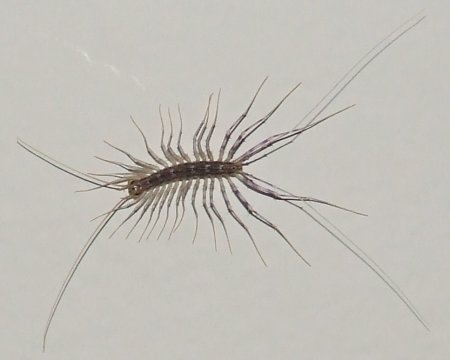 roach.jpg (16947 Byte)